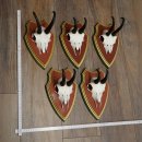 Chamois antlers, 3 pieces, male chamois, SL 21.4 cm, chamois antlers on Swiss stone pine trophy board 47.278