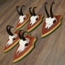 Chamois antlers, 3 pieces, male chamois, SL 21.4 cm, chamois antlers on Swiss stone pine trophy board 47.278