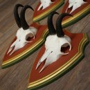 Chamois antlers, 3 pieces, male chamois, SL 21.4 cm, chamois antlers on Swiss stone pine trophy board 47.278