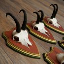 Chamois antlers, 3 pieces, male chamois, SL 21.4 cm, chamois antlers on Swiss stone pine trophy board 47.278
