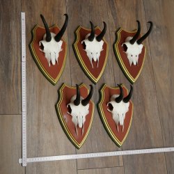 Chamois antlers, 3 pieces, male chamois, SL 21.4 cm, chamois antlers on Swiss stone pine trophy board 47.278