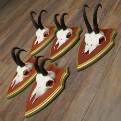 Chamois antlers, 3 pieces, male chamois, SL 21.4 cm, chamois antlers on Swiss stone pine trophy board 47.278