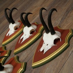 Chamois antlers, 3 pieces, male chamois, SL 21.4 cm, chamois antlers on Swiss stone pine trophy board 47.278