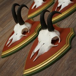 Chamois antlers, 3 pieces, male chamois, SL 21.4 cm, chamois antlers on Swiss stone pine trophy board 47.278