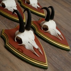 Chamois antlers, 3 pieces, male chamois, SL 21.4 cm, chamois antlers on Swiss stone pine trophy board 47.278