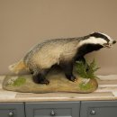 Dachs auf Deko Podest mit offenem Fang echte Zähne...