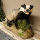 Dachs auf Deko Podest mit offenem Fang echte Zähne Tierpräparat Raubtier Präparat 89.10.117