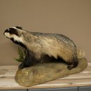 Dachs auf Deko Podest mit offenem Fang echte Zähne Tierpräparat Raubtier Präparat 89.10.117