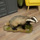 Dachs auf Deko Podest mit offenem Fang echte Zähne Tierpräparat Raubtier Präparat 89.10.117