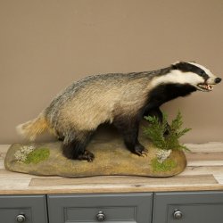 Dachs auf Deko Podest mit offenem Fang echte Zähne Tierpräparat Raubtier Präparat 89.10.117