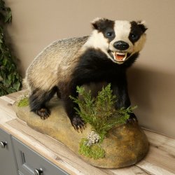 Dachs auf Deko Podest mit offenem Fang echte Zähne Tierpräparat Raubtier Präparat 89.10.117