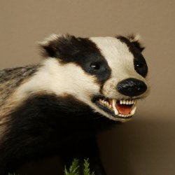 Dachs auf Deko Podest mit offenem Fang echte Zähne Tierpräparat Raubtier Präparat 89.10.117