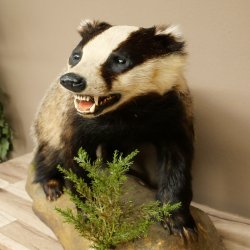 Dachs auf Deko Podest mit offenem Fang echte Zähne Tierpräparat Raubtier Präparat 89.10.117