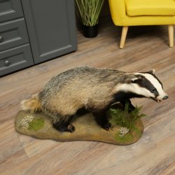 Dachs auf Deko Podest mit offenem Fang echte Zähne Tierpräparat Raubtier Präparat 89.10.117