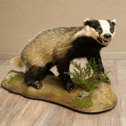 Dachs auf Deko Podest mit offenem Fang echte Zähne Tierpräparat Raubtier Präparat 89.10.117