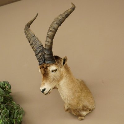 Bouquetin espagnol ibérique HL : 60 cm Tête de bouc ibérique Préparation de tête Préparation de tête