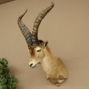 Bouquetin espagnol ibérique HL : 60 cm Tête de bouc ibérique Préparation de tête Préparation de tête