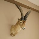 Bouquetin espagnol ibérique HL : 60 cm Tête de bouc ibérique Préparation de tête Préparation de tête