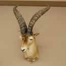 Bouquetin espagnol ibérique HL : 60 cm Tête de bouc ibérique Préparation de tête Préparation de tête