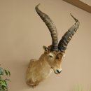 Bouquetin espagnol ibérique HL : 60 cm Tête de bouc ibérique Préparation de tête Préparation de tête