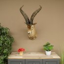 Bouquetin espagnol ibérique HL : 60 cm Tête de bouc ibérique Préparation de tête Préparation de tête