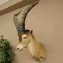 Bouquetin espagnol ibérique HL : 60 cm Tête de bouc ibérique Préparation de tête Préparation de tête