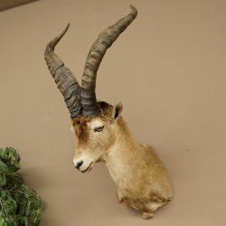 Bouquetin espagnol ibérique HL : 60 cm Tête de bouc ibérique Préparation de tête Préparation de tête