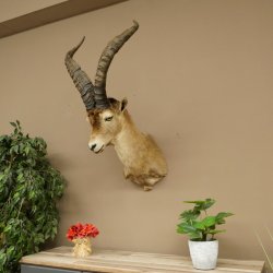 Bouquetin espagnol ibérique HL : 60 cm Tête de bouc ibérique Préparation de tête Préparation de tête