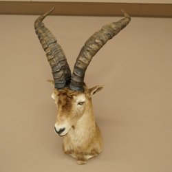 Bouquetin espagnol ibérique HL : 60 cm Tête de bouc ibérique Préparation de tête Préparation de tête
