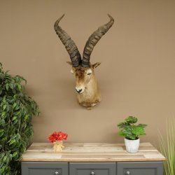 Bouquetin espagnol ibérique HL : 60 cm Tête de bouc ibérique Préparation de tête Préparation de tête