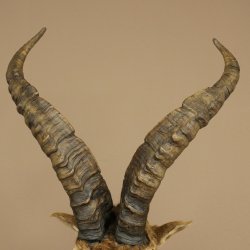 Bouquetin espagnol ibérique HL : 60 cm Tête de bouc ibérique Préparation de tête Préparation de tête