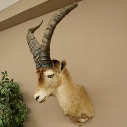Bouquetin espagnol ibérique HL : 60 cm Tête de bouc ibérique Préparation de tête Préparation de tête