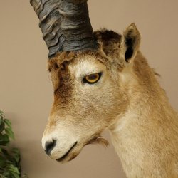 Bouquetin espagnol ibérique HL : 60 cm Tête de bouc ibérique Préparation de tête Préparation de tête