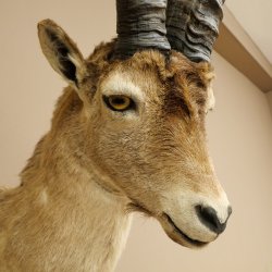 Bouquetin espagnol ibérique HL : 60 cm Tête de bouc ibérique Préparation de tête Préparation de tête