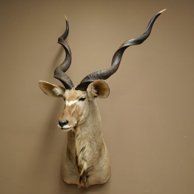 Kudu kop hoorns los preparaat antilope Afrika kop preparaat gedraaid hoornlengte 122 cm 95.2.22