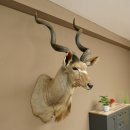 Kudu kop hoorns los preparaat antilope Afrika kop preparaat gedraaid hoornlengte 122 cm 95.2.22