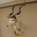 Kudu kop hoorns los preparaat antilope Afrika kop preparaat gedraaid hoornlengte 122 cm 95.2.22