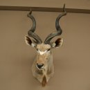 Kudu kop hoorns los preparaat antilope Afrika kop preparaat gedraaid hoornlengte 122 cm 95.2.22
