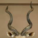 Kudu kop hoorns los preparaat antilope Afrika kop preparaat gedraaid hoornlengte 122 cm 95.2.22