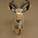 Kudu kop hoorns los preparaat antilope Afrika kop preparaat gedraaid hoornlengte 122 cm 95.2.22