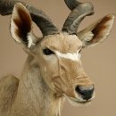 Kudu kop hoorns los preparaat antilope Afrika kop preparaat gedraaid hoornlengte 122 cm 95.2.22