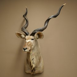 Kudu kop hoorns los preparaat antilope Afrika kop preparaat gedraaid hoornlengte 122 cm 95.2.22