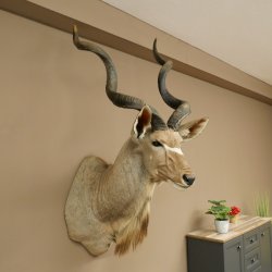 Kudu kop hoorns los preparaat antilope Afrika kop preparaat gedraaid hoornlengte 122 cm 95.2.22
