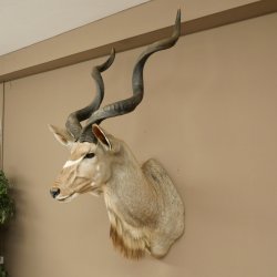 Kudu kop hoorns los preparaat antilope Afrika kop preparaat gedraaid hoornlengte 122 cm 95.2.22
