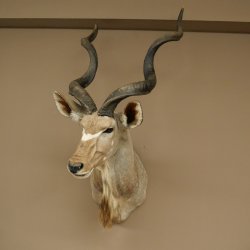 Kudu kop hoorns los preparaat antilope Afrika kop preparaat gedraaid hoornlengte 122 cm 95.2.22