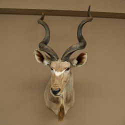 Kudu kop hoorns los preparaat antilope Afrika kop preparaat gedraaid hoornlengte 122 cm 95.2.22