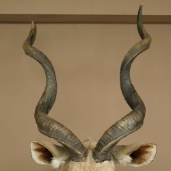Kudu kop hoorns los preparaat antilope Afrika kop preparaat gedraaid hoornlengte 122 cm 95.2.22