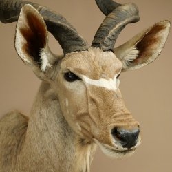 Kudu kop hoorns los preparaat antilope Afrika kop preparaat gedraaid hoornlengte 122 cm 95.2.22