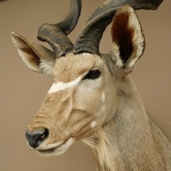 Kudu kop hoorns los preparaat antilope Afrika kop preparaat gedraaid hoornlengte 122 cm 95.2.22