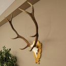 Corna di cervo rosso 6 punte Altezza 59 cm Corna di cervo Trofeo intagliato 70.1031